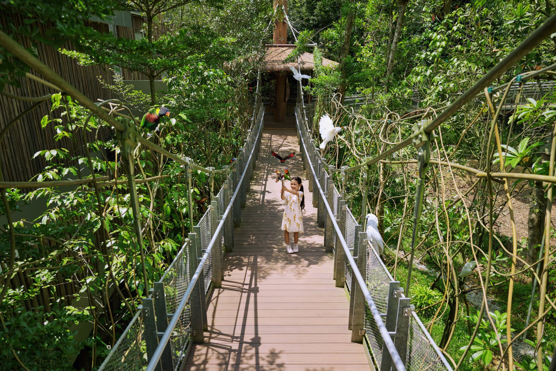5-in-1 Day Pass: Night Safari + Singapore Zoo + Bird Paradise + River Wonders + Rainforest Adventure - image 4